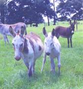 Group donkeys
